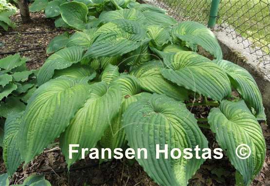 Hosta War Paint - Fransen Hostas